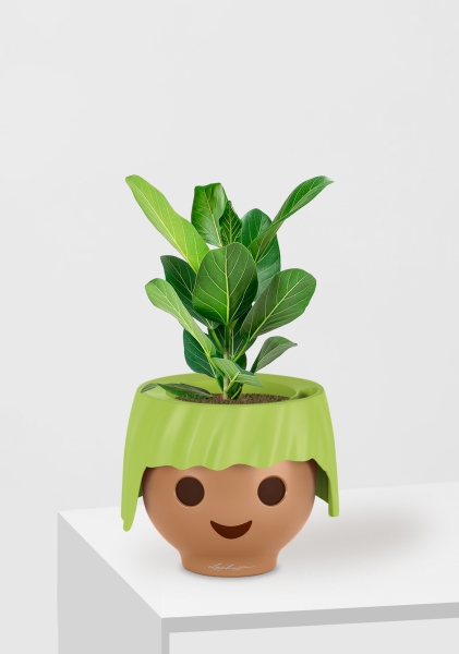 Фикус Бенгальский Одри 12/30 см в OJO