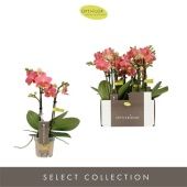 Фаленопсис 2 ствола Orange 10+ (opti) d7 см h25 см Фаленопсис 2 ствола Orange 10+ (opti) d7 см h25 см