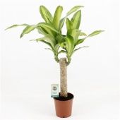 Драцена Массанжеана 1 ствол d12 см h60 см