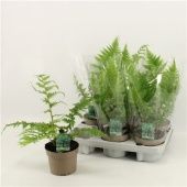 Циатея Австралийская d12 см h45 см Циатея Австралийская d12 см h45 см