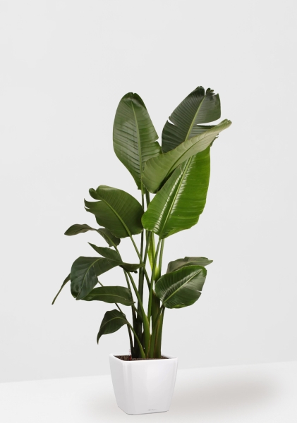 Стрелиция Николай 27/200 см в QUADRO LS 35