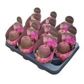 Эхиноцереус Rigidissimus d10.5 см h12.5 см