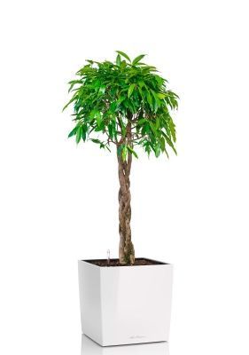 Фикус Амстел Кинг переплетенный 40/170 см в CUBE 40, белый блестящий