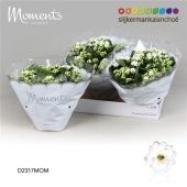 Каланхоэ Calandiva Moments белый d23 см h28 см Каланхоэ Calandiva Moments белый d23 см h28 см