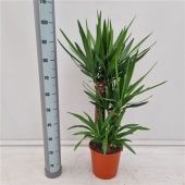 Юкка 3 ствола 60-40-20см Xl d24 см 105 см