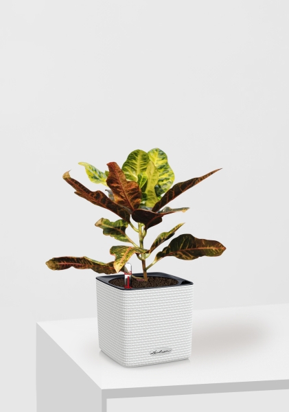 Кротон (Кодиеум) Миссис Айстон 14/50 см в CUBE COLOR 16 Кротон (Кодиеум) Миссис Айстон 14/50 см в CUBE COLOR 16