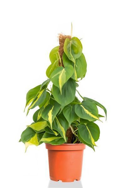 Филодендрон Бразил на опоре 15/50 см Филодендрон Бразил на опоре 15/50 см