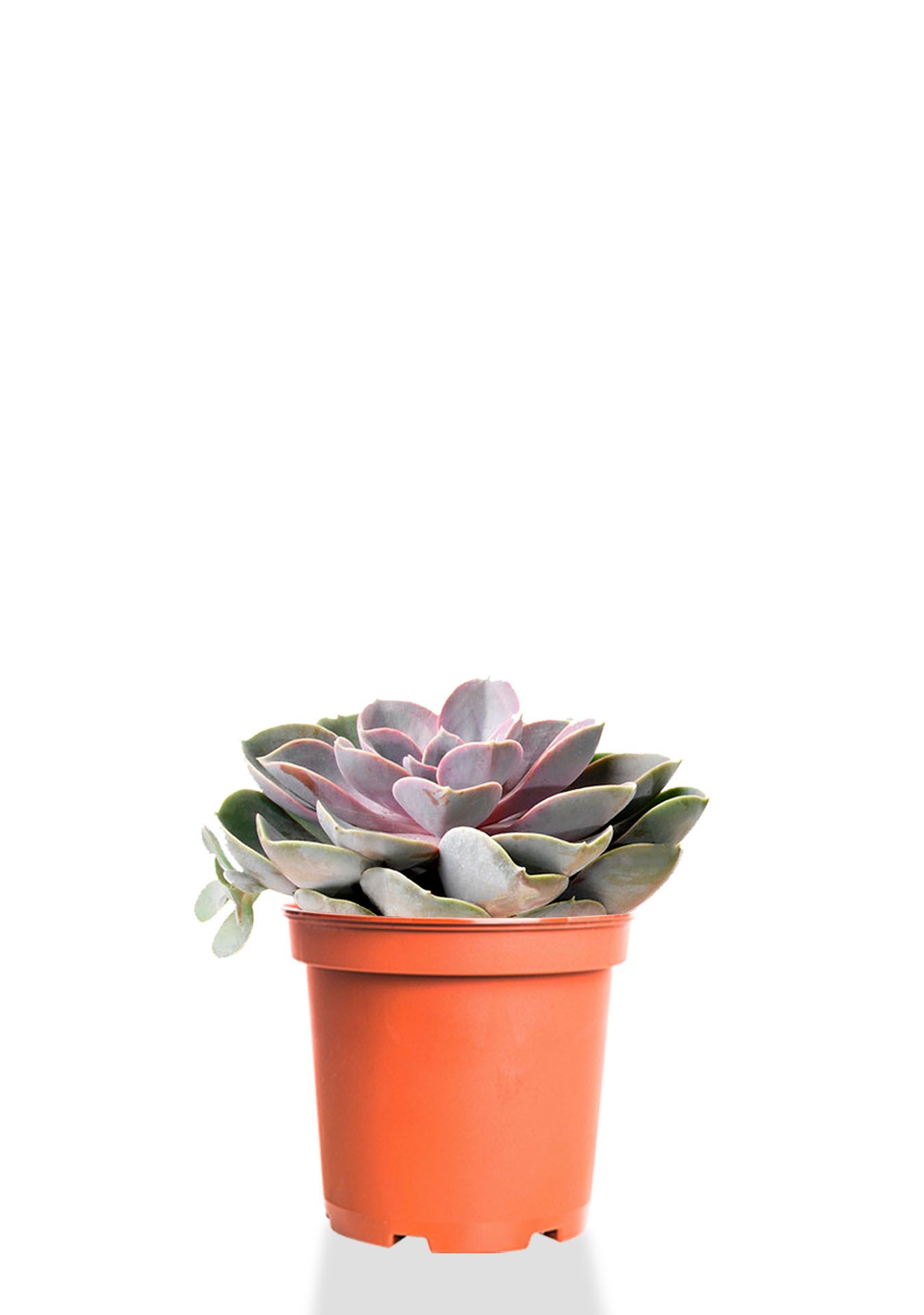 Эхеверия цветной микс 9/15 см