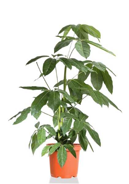 Шеффлера Амате d24 см h100 см