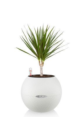 Драцена Маргината 1 ствол 12/40 см в PURO 20, белый