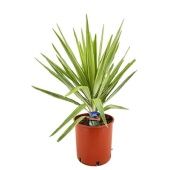 Юкка Jewel Head d27 см 80 см