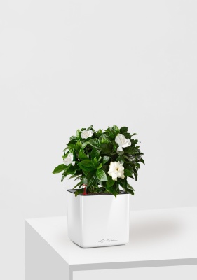 Гардения 12/30 см в CUBE GLOSSY 14, белый блестящий Гардения 12/30 см в CUBE GLOSSY 14, белый блестящий