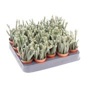 Рипсалис Хоррида d5.5 см h10 см