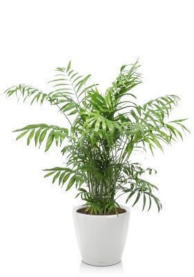 Хамедорея Элеганс 24/120 см в CLASSICO LS 28, белый блестящий