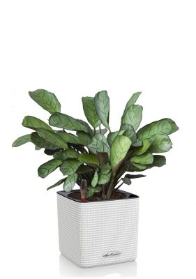 Ктенанта Амагрис в CUBE COLOR 14, белый