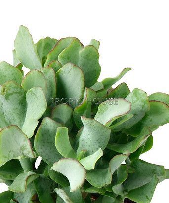 Крассула Ундулатифолия 8/15 см