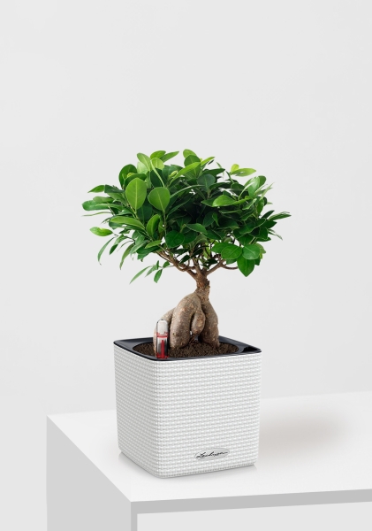 Фикус Микрокарпа бонсай в CUBE COLOR 14