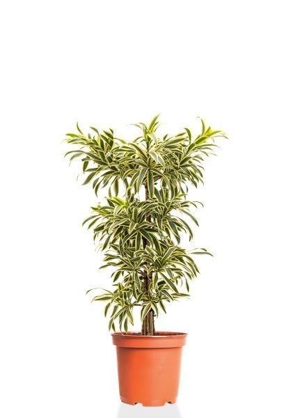 Драцена Песнь Индии 21/90 см