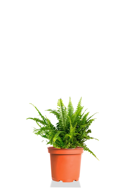 Папоротник Нефролепис Грин Фэнтези 8/20 см