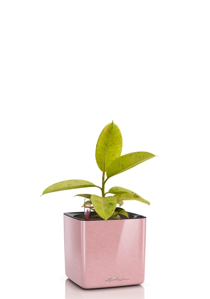 Фикус Эластика Шривериана 12/30 см CUBE GLOSSY KISS 14 Фикус Эластика Шривериана 12/30 см CUBE GLOSSY KISS 14