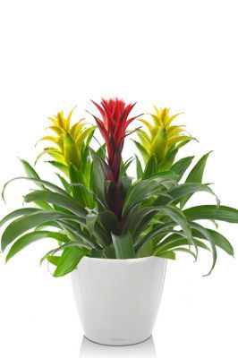 Гузмании микс в CLASSICO LS 21, белый блестящий 