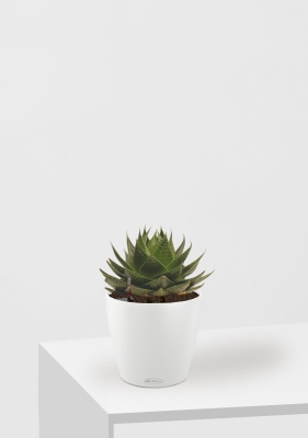 Алоэ Космо 13/20 см в CLASSICO COLOR 18, белый