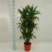 Драцена Артуро бранч d27 см h150 см