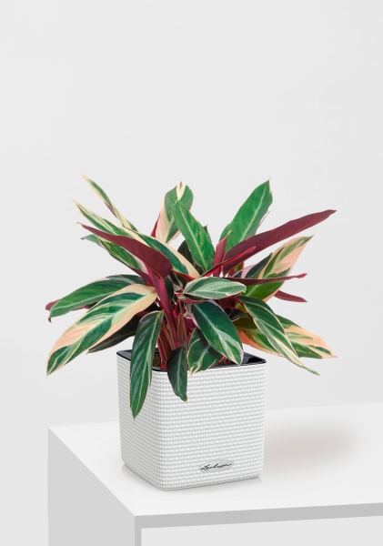 Строманта 12/40 см в CUBE COLOR 14