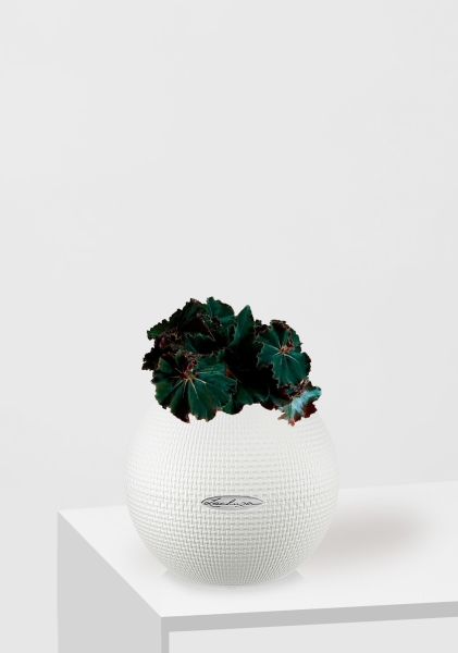 Бегония Рекс Дарк Мамба 12/25 см в PURO 20