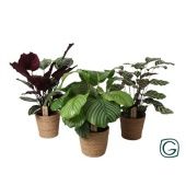 Калатея микс в плетеном кашпо d21 см h55 см