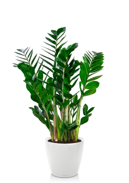 Замиокулькас 24/90 см в CLASSICO LS 28