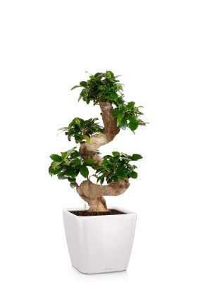 Бонсай Фикус Гинсенг в QUADRO LS 28, белый блестящий