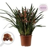 Цимбидиум оранж d30 см h85 см