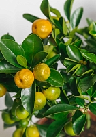Цитрус Каламондин 15/40 см в CUBE Color 16