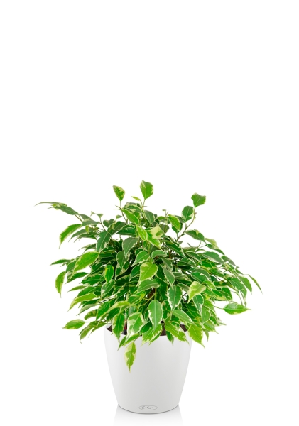 Фикус Бенджамина Кинки Пестрый 12/20 см МП в CLASSICO COLOR 18