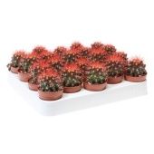 Эхинокактус Rainbow Red d5.5 см h8 см