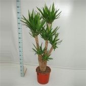 Юкка Branched d35 см 170 см