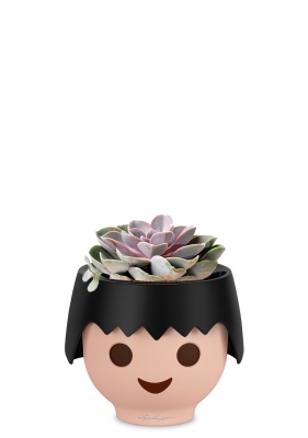 Эхеверия цветной микс 9/15 см в OJO