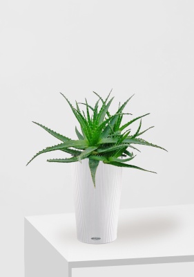 Алоэ 17/40 см в CILINDRO 23, белый Алоэ 17/40 см в CILINDRO 23, белый