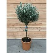 Олива европейская d32 см h130 см