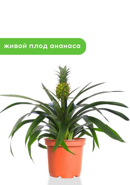 Ананас 12/40 см