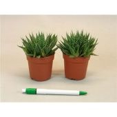 Алоэ Аристата 6,5/10 см Алоэ Аристата 6,5/10 см