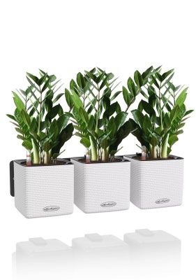 Замиокулькас в GREEN WALL Home Kit Color 15, белый (3шт.) Замиокулькас в GREEN WALL Home Kit Color 15, белый (3шт.)