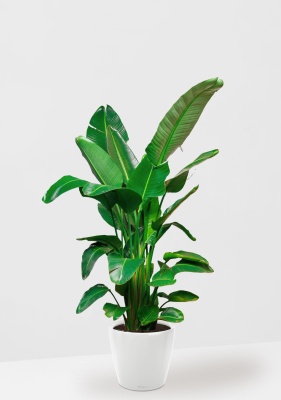 Стрелиция Николай 30/180 см в CLASSICO LS 43