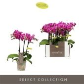 Фаленопсис 3 ствола Fay 15+ d7 см h25 см Фаленопсис 3 ствола Fay 15+ d7 см h25 см