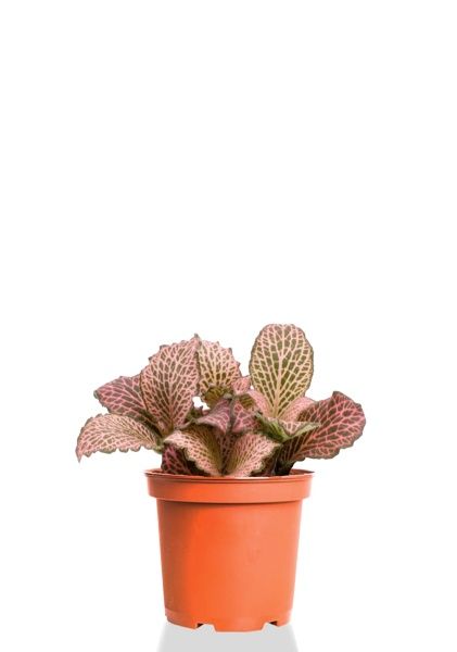 Фиттония микс 5/15 см