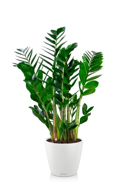 Замиокулькас 24/90 в CLASSICO 28