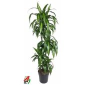 Драцена Гавайская 4 ствола d27 см h170 см