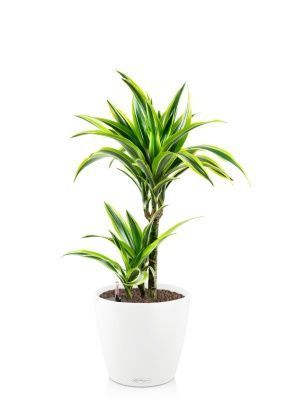 Драцена Лемон Лайм 2 ствола 17/65 см в CLASSICO COLOR 21, белый