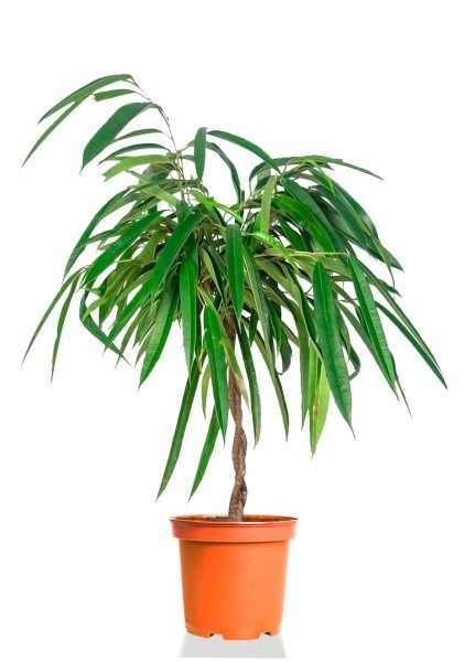 Фикус Биннендийка Махори d27 см h120 см